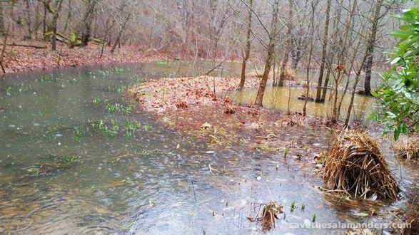 How You Can Help Salamanders This Spring!