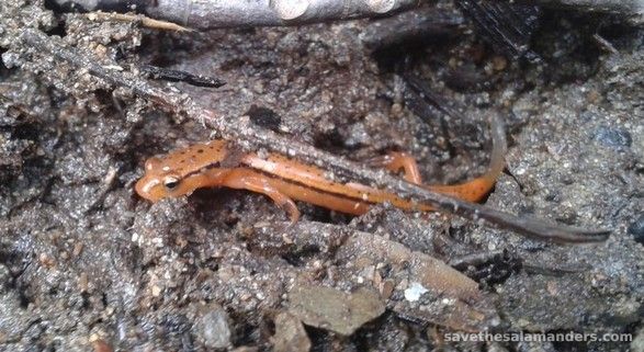 Visiting The Salamander Capital of the World!