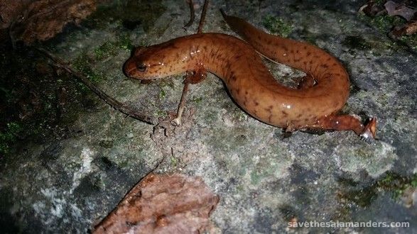 Canada’s rare stream dweller: The Spring Salamander