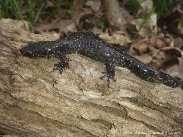 The Search For Endangered Salamanders: Jefferson and Small-mouthed Salamanders