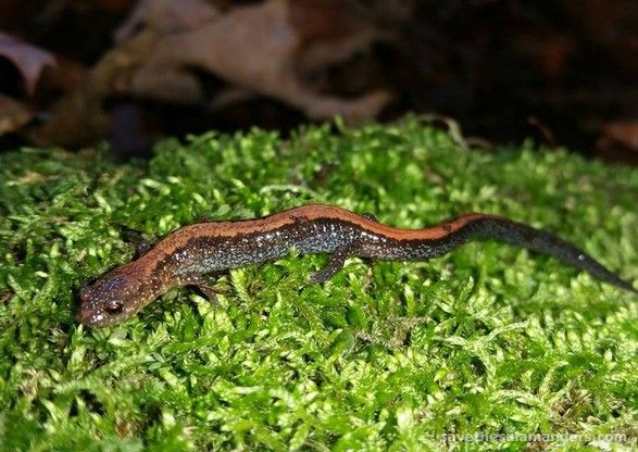 December Salamander Encounters