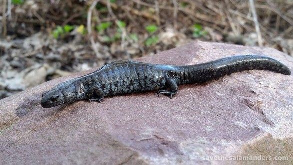 Pelee Island's Rare Salamander
