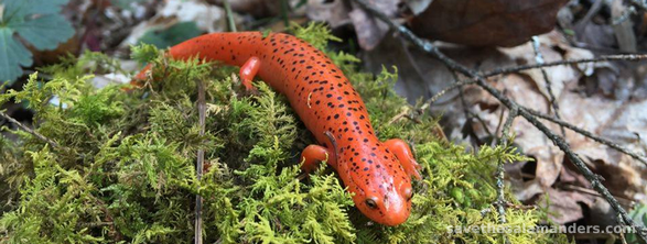 Appalachian Salamanders