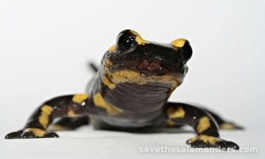 เชื้อราร้ายแรงและโรค - Save The Salamanders