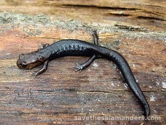 Climate Change and Salamanders - Save The Salamanders