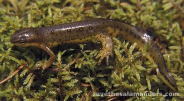 ¿Encontraste una salamandra en tu casa? - Save The Salamanders