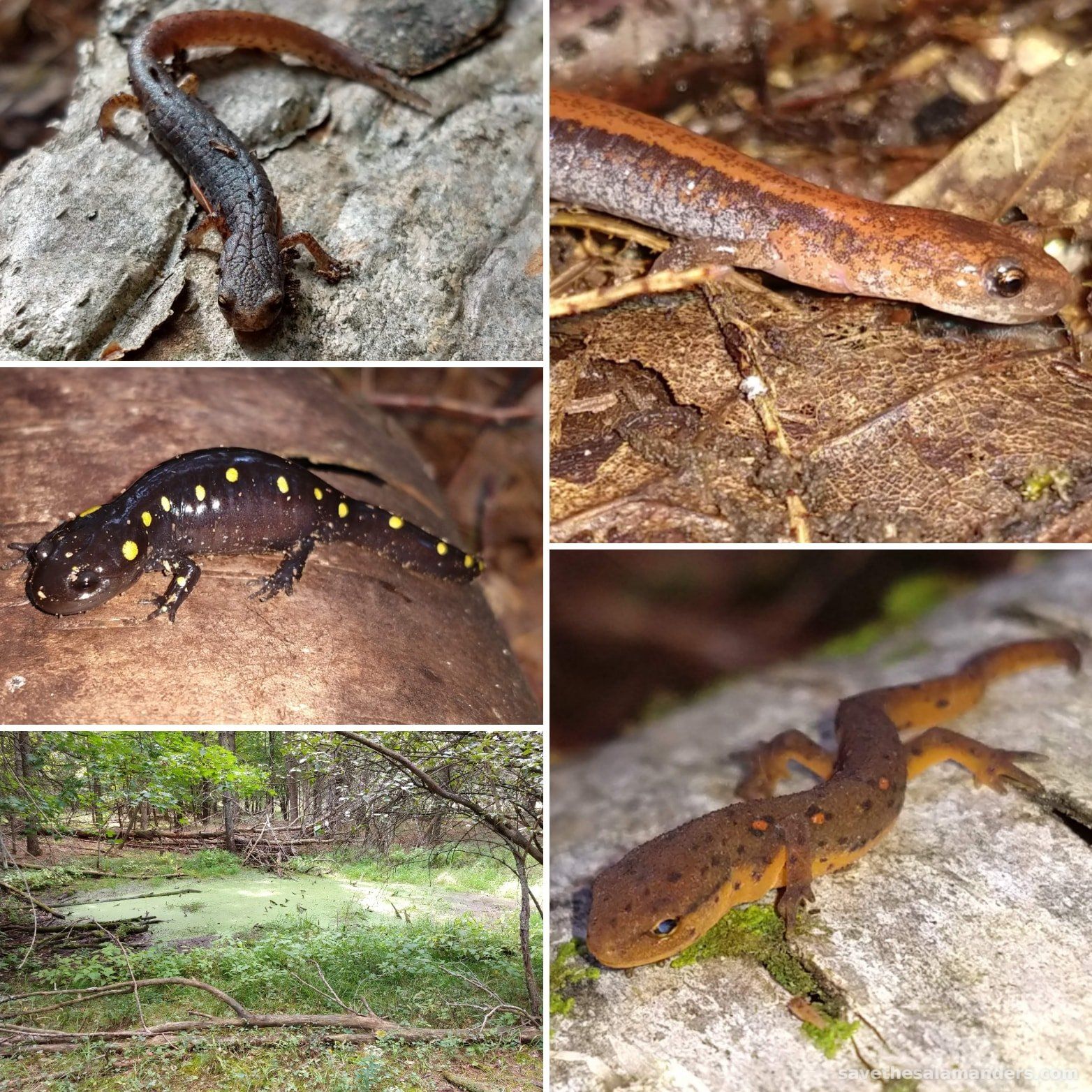 Great Weekend with the elusive Four-Toed Salamander (Hemidactylium scutatum)