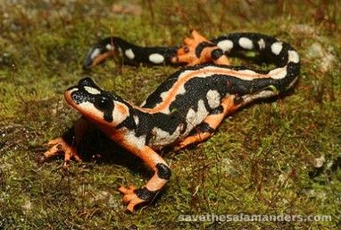 ซาลาแมนเดอร์คืออะไร? - Save The Salamanders