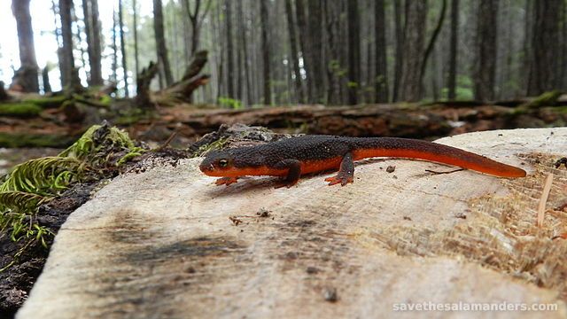 サンショウウオについて学ぶ