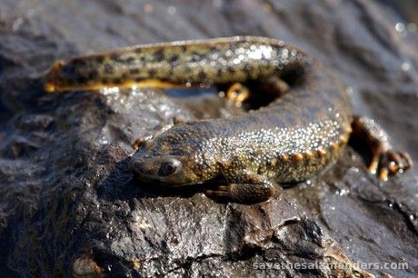 สัตว์สะเทินน้ำสะเทินบกมีพิษ - Save The Salamanders
