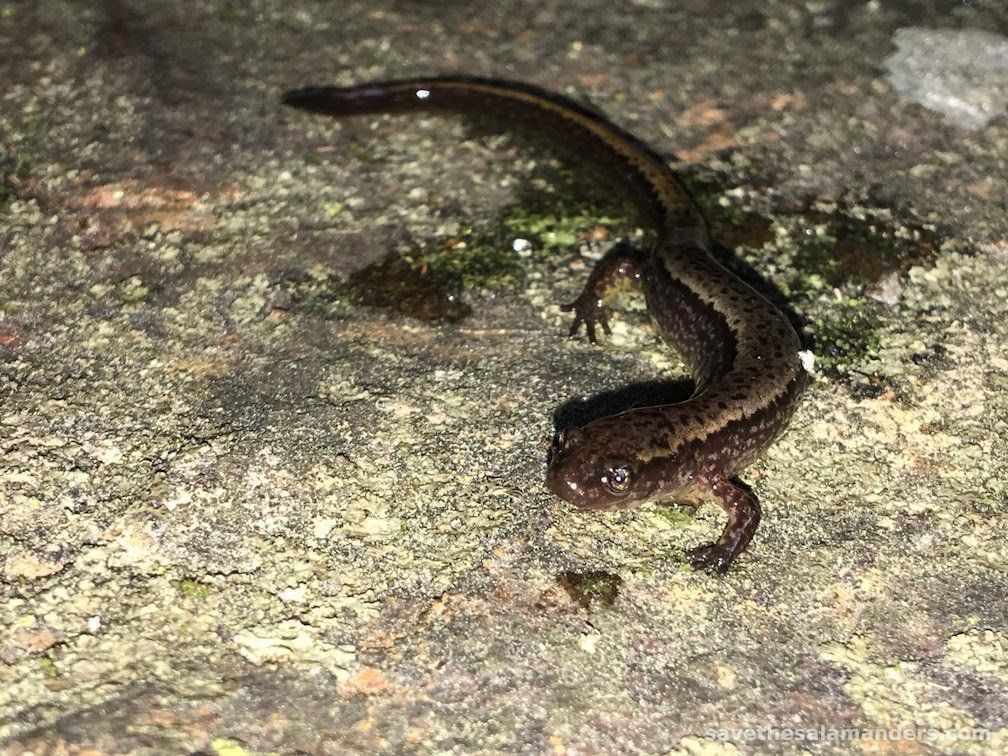 Ontarioʼs Lone Eurycea Salamander