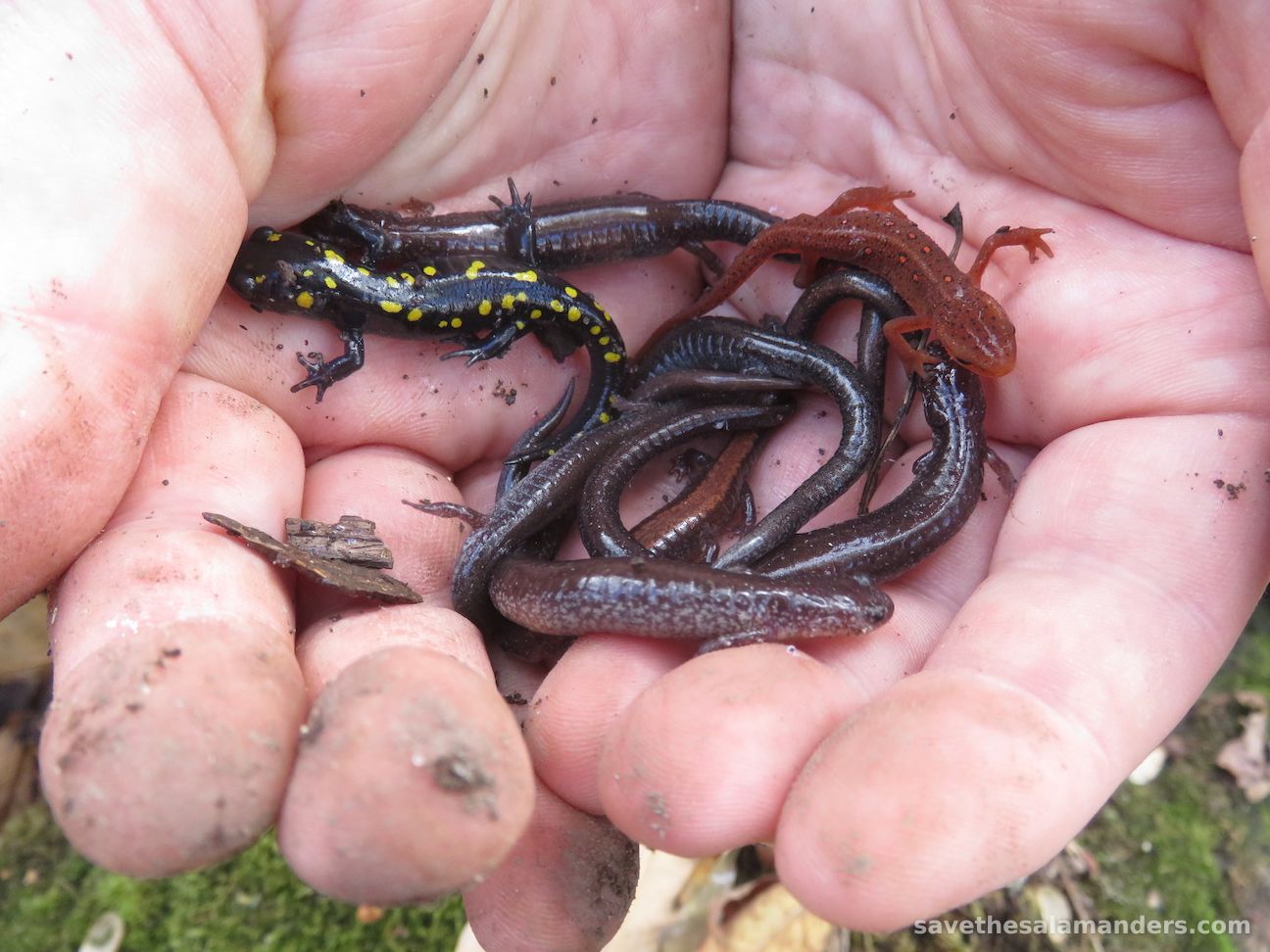 3 Species of Salamanders
