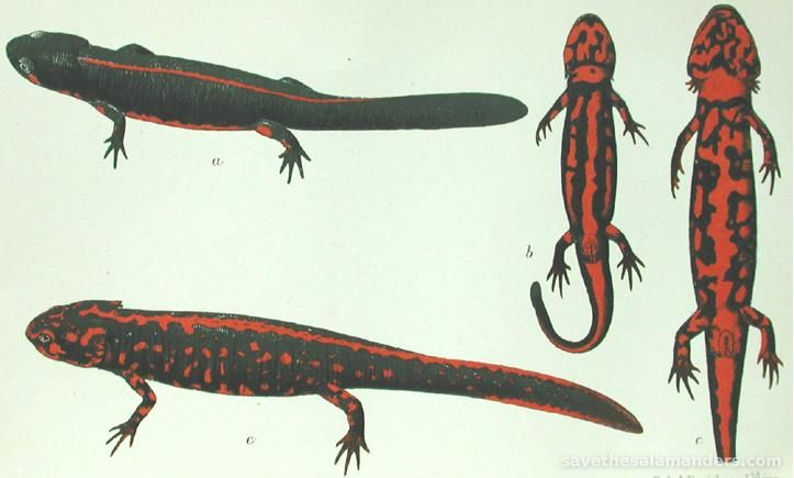 The Extinction of Salamander: A look at species lost