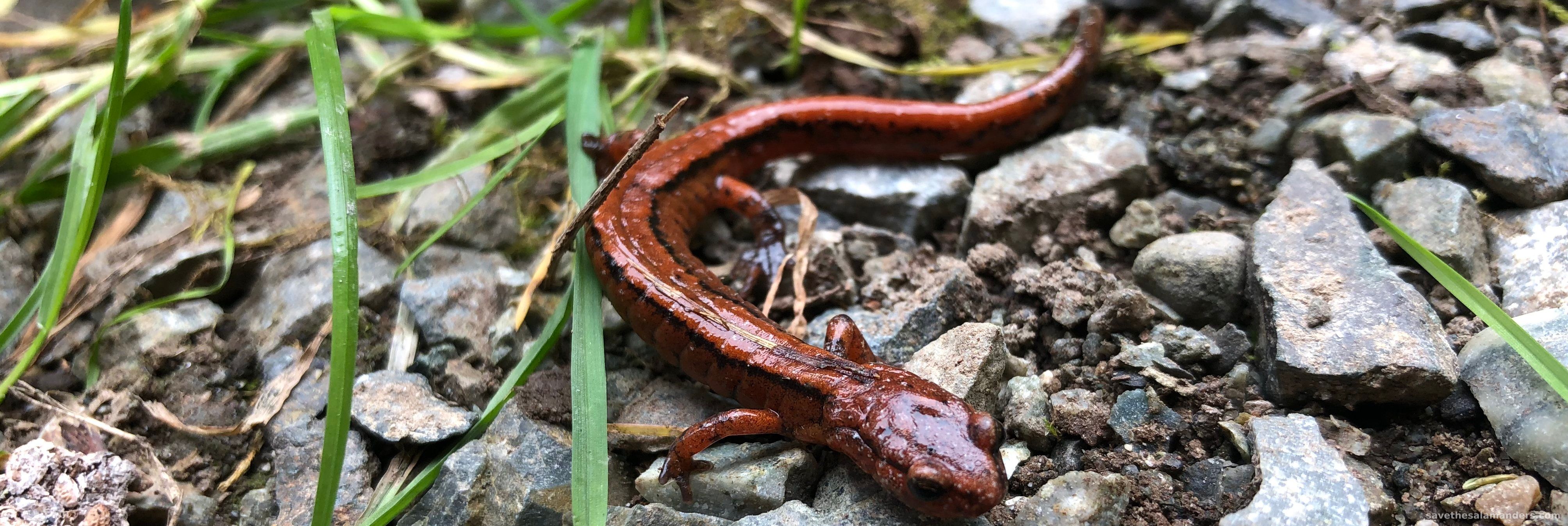Venture to find the Western Redback Salamander