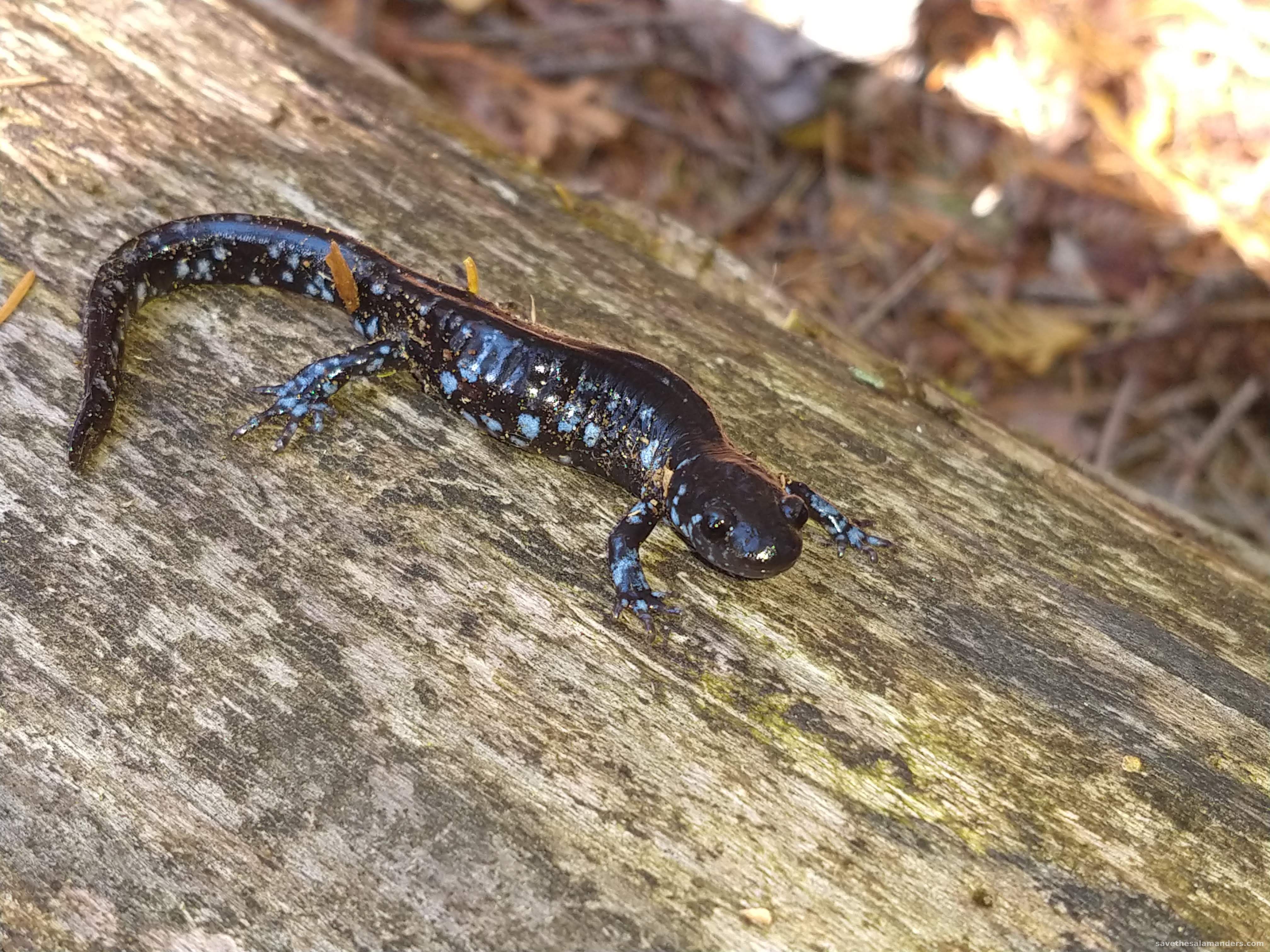 Fall 2018 Salamanders