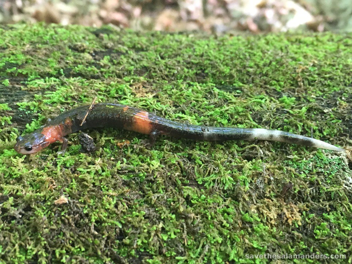 Aberrant Redback Salamander