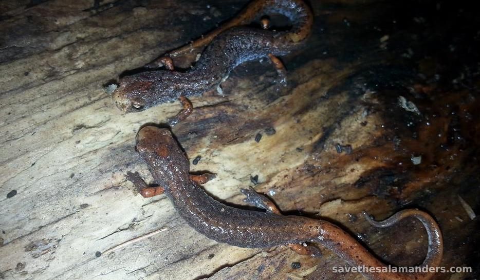 A Year Rich in Hemidactylium: Meetings with the Four-Toed Salamander