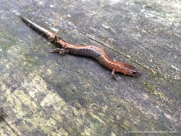 Canada Day Weekend Salamander Encounters