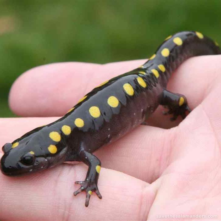 วิธีช่วยเหลือซาลาแมนเดอร์ - Save The Salamanders