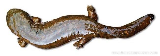 Learn How To Help The Hellbender
