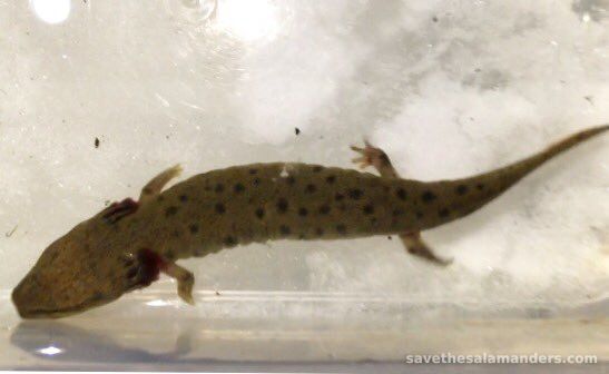 Mudpuppy