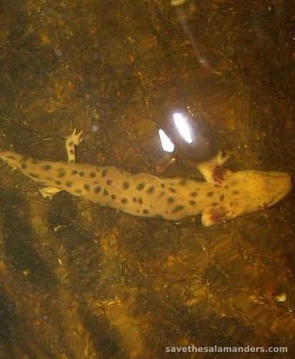 Rendezvous with the region’s largest salamander species! The Mudpuppy!