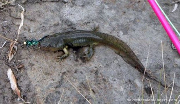 Anglers/Fishermen In a Great Position to Help Salamanders!