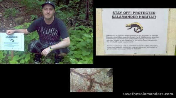 New Salamander Sanctuary