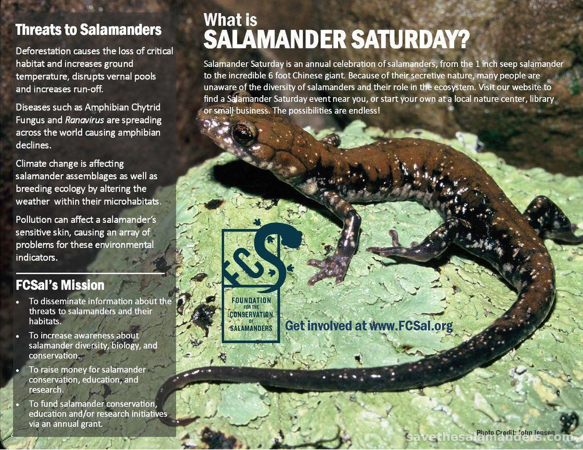 Salamander Saturday