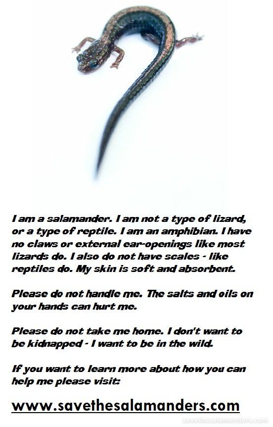 Salamander VS Lizard