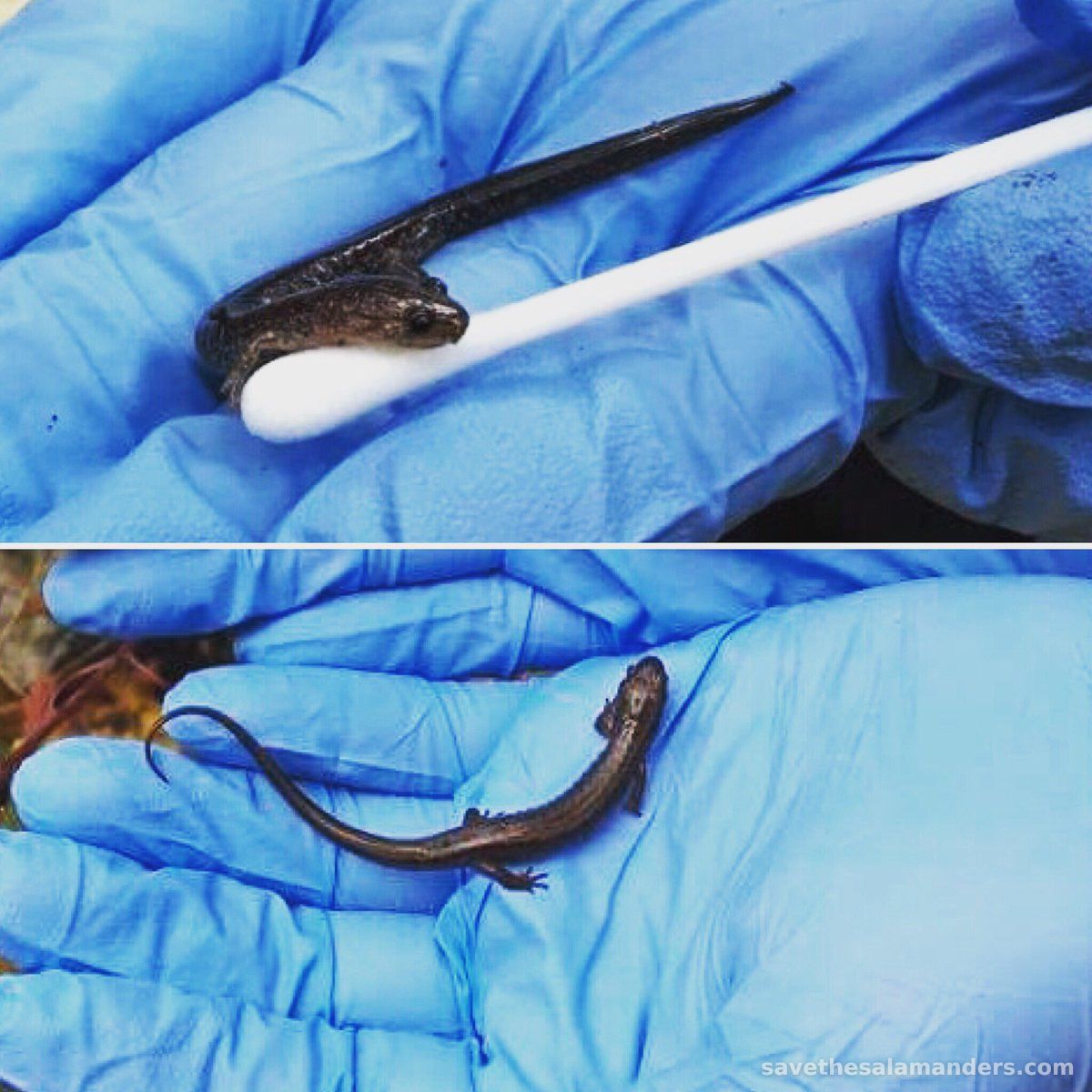 Screening for Chytrid