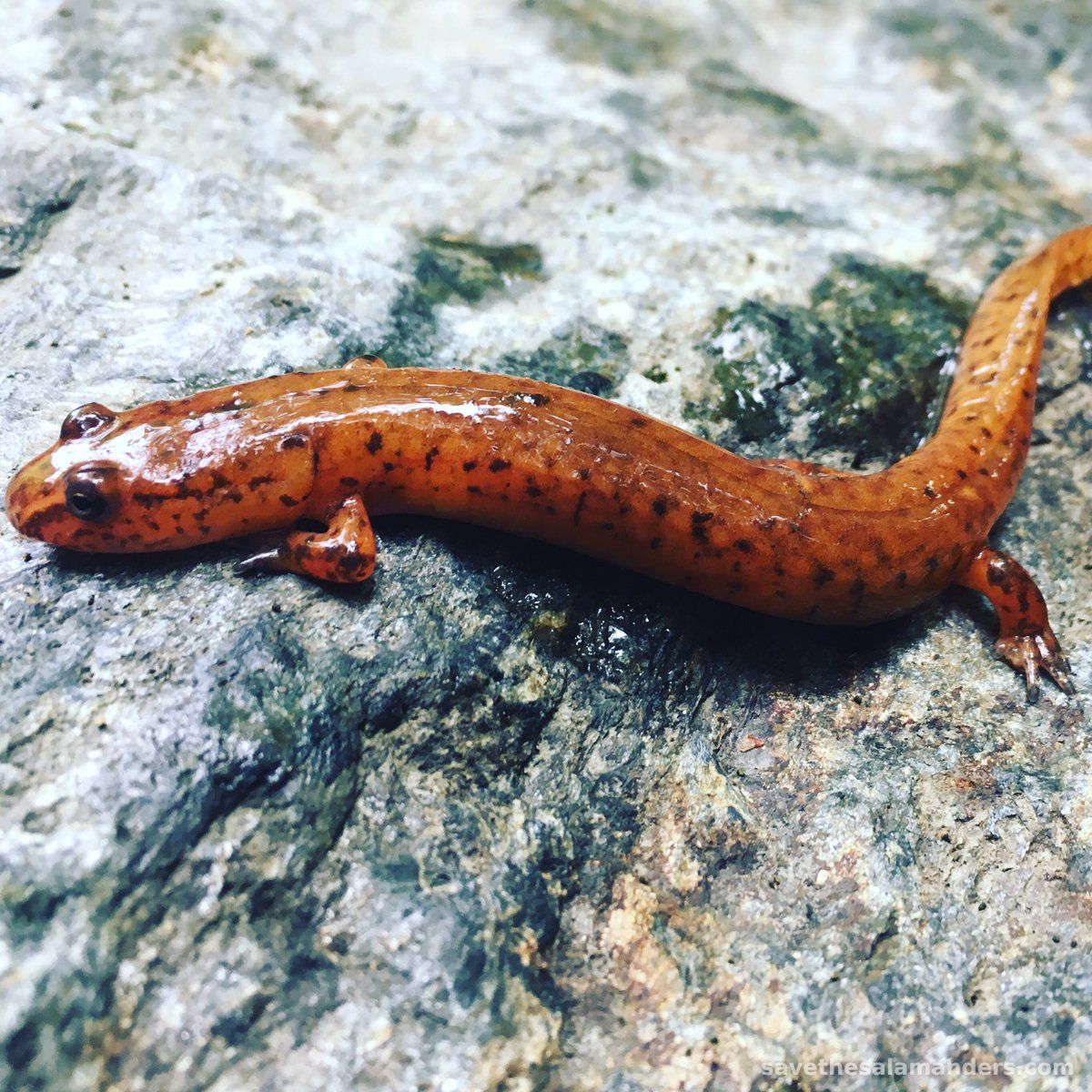 Spring Salamander in Quebec