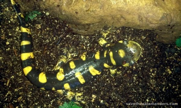 Just adopted this Tiger Salamander