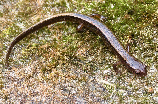 Two-lined Salamander