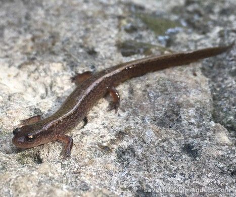 First Autumn Salamander Encounters!