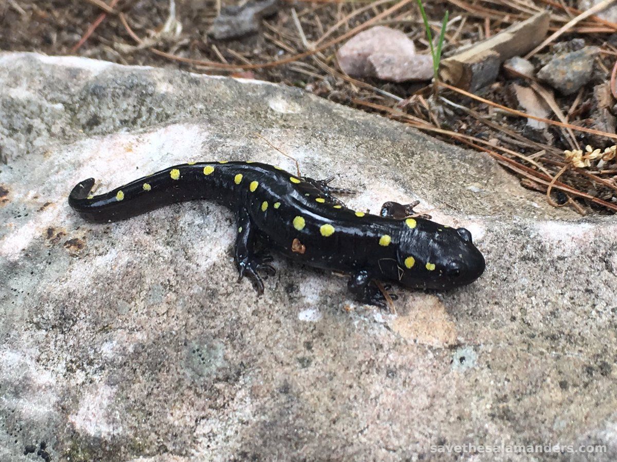 Yellow-Spotteds Today